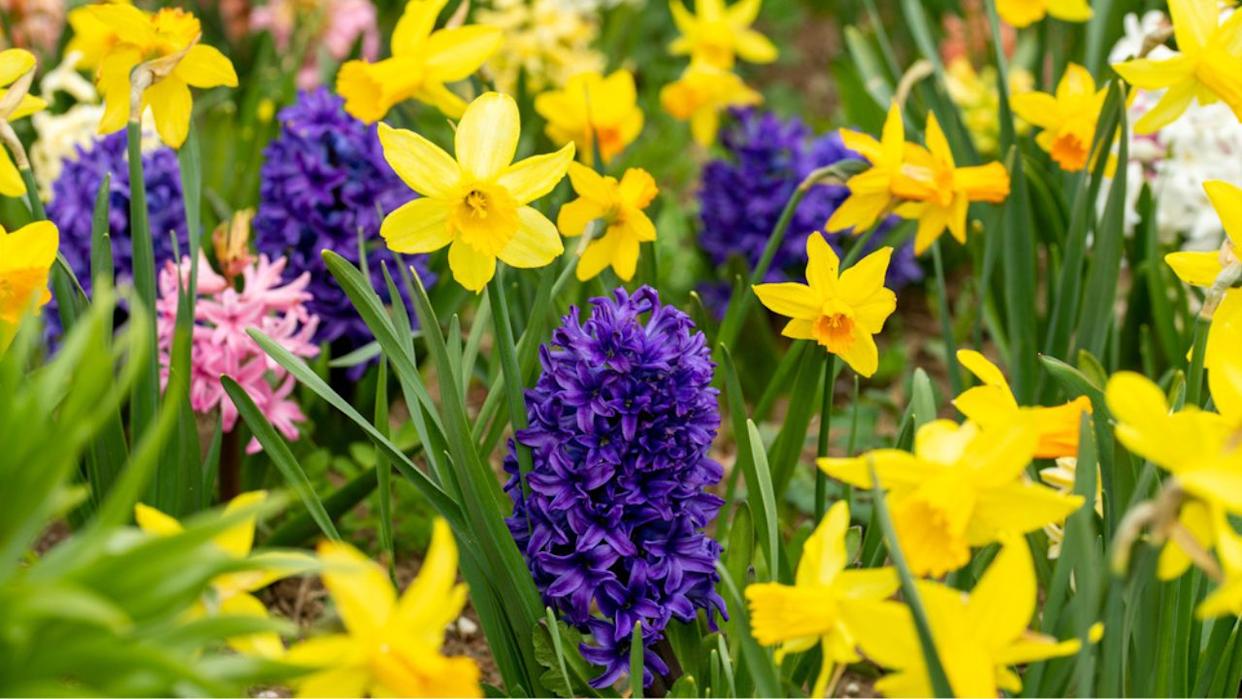 Meadow with flowers in spring daffodils and hyacinths
