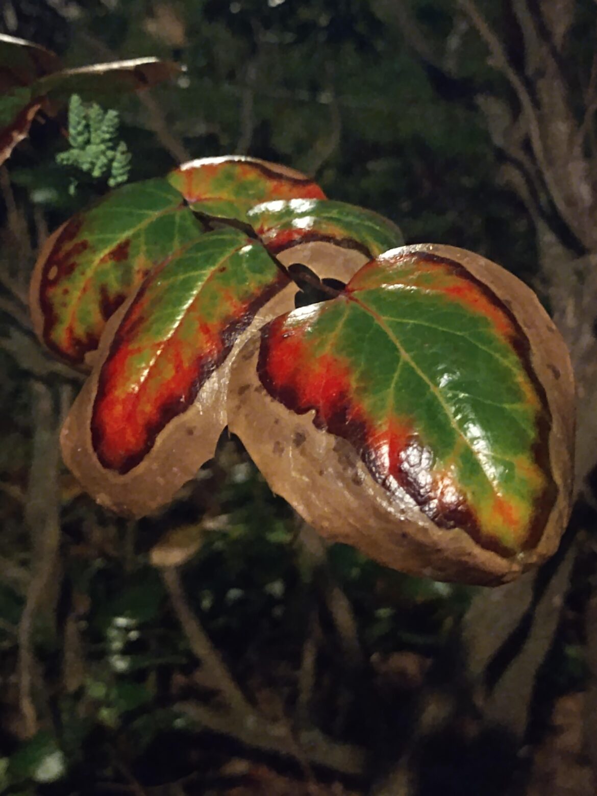 Some cool leaves I’m sitting next to Some cool leaves I'm sitting next to