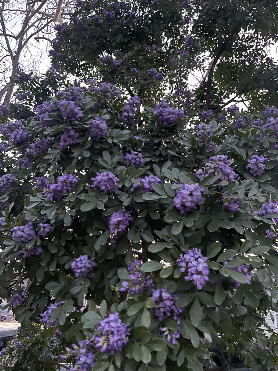 We posting our mountain laurels?