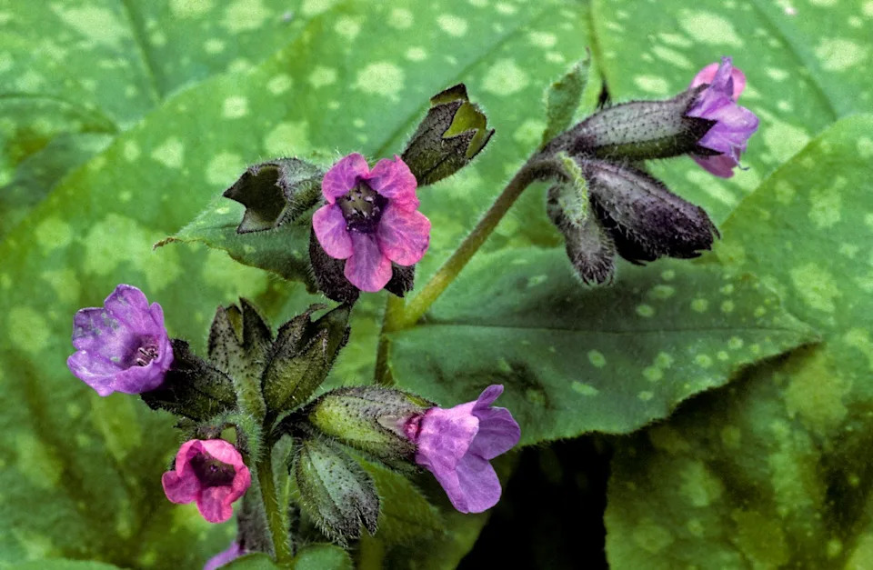 common lungwort