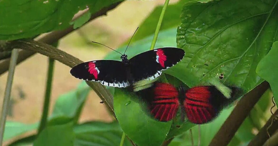 Butterflies return to Fort Worth Botanic Garden for annual spring exhibit Butterflies return to Fort Worth Botanic Garden for annual spring exhibit