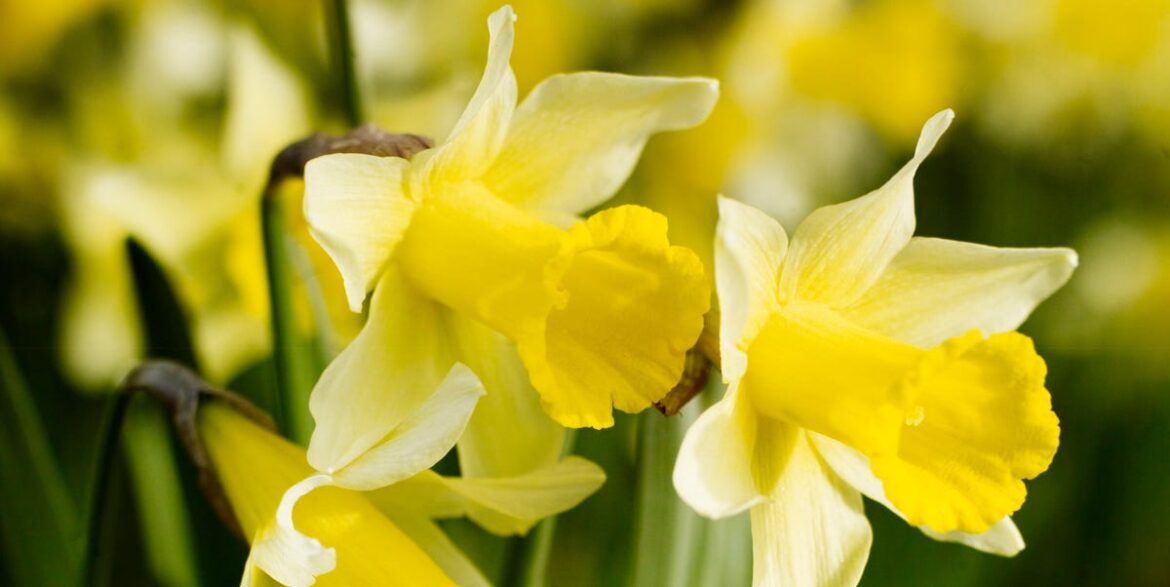 What To Do With Daffodils After Flowering