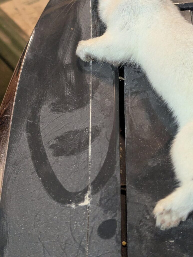 The weasel that killed my oldest rooster The weasel that killed my oldest rooster