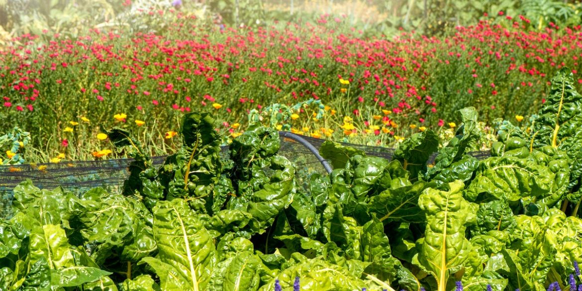 How to Grow Swiss Chard for an Easy Harvest All Season Long
