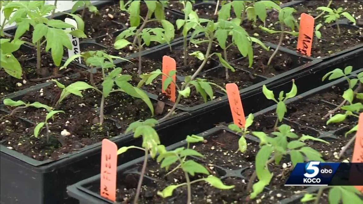 Attention Oklahoma gardeners! Data shows freezes into late spring