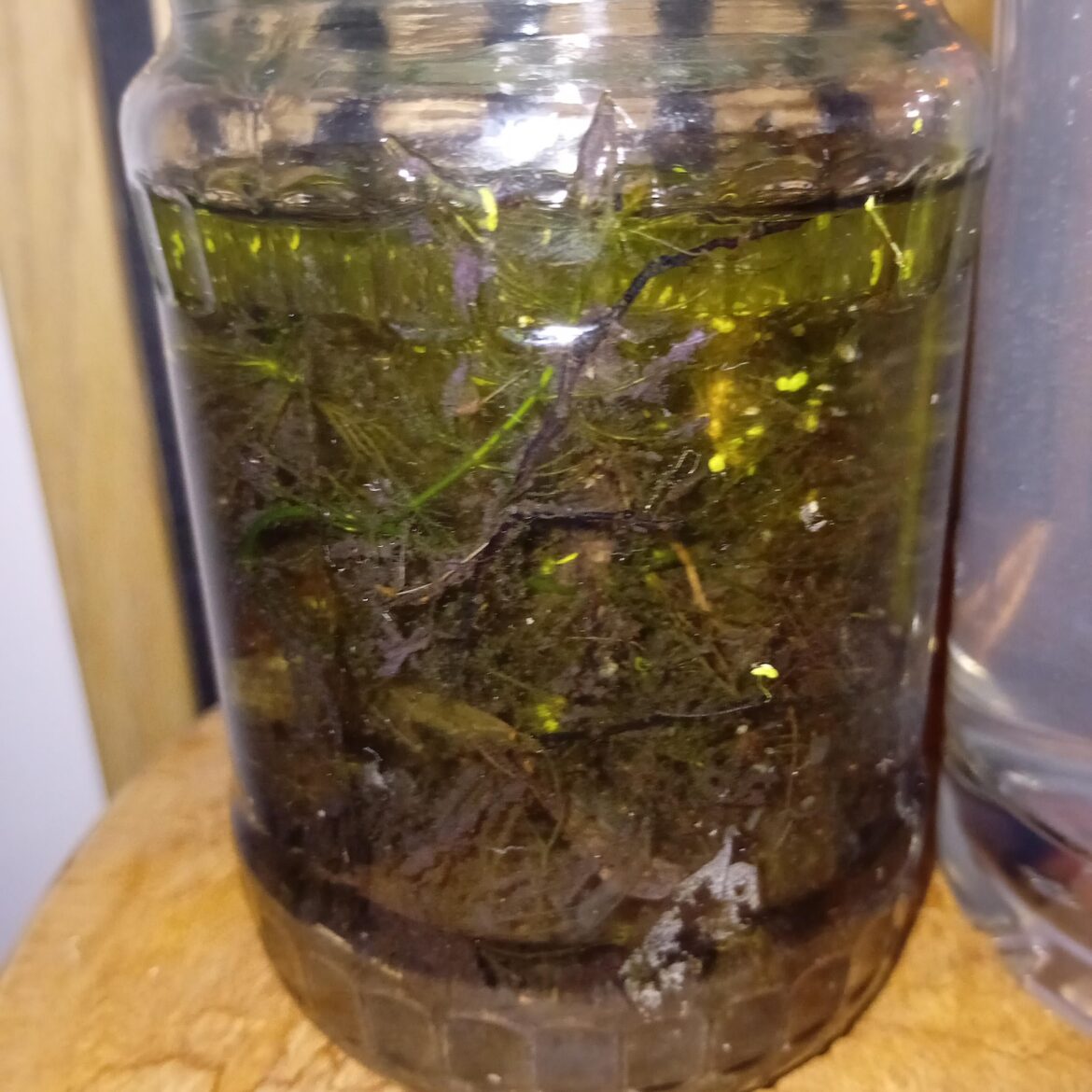 First ecosphere!