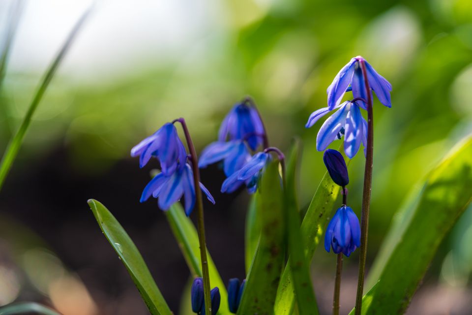Scilla siberica