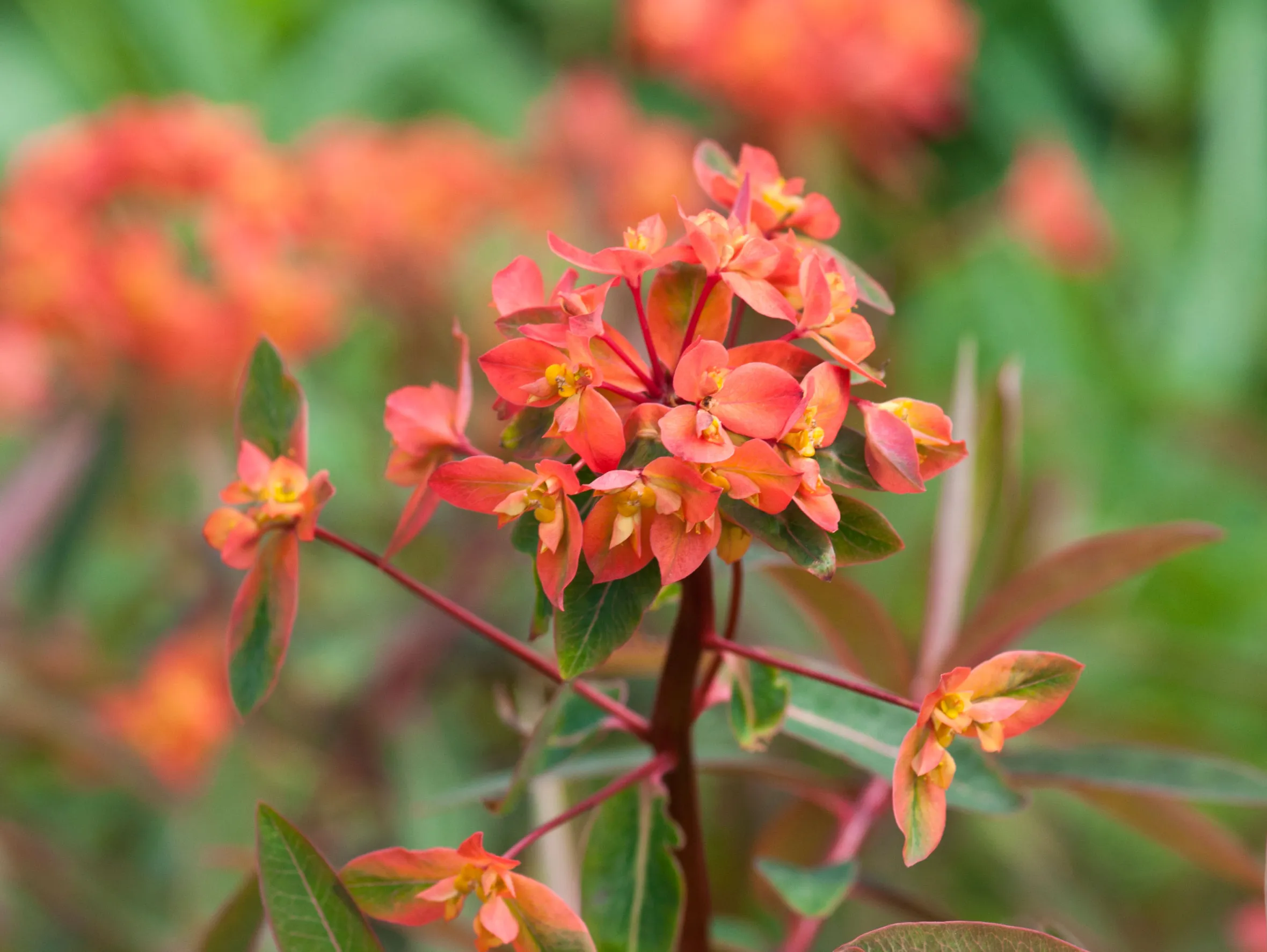 Euphorbia griffithii 'Dixter' with orange flowers and green leaves in a garden.