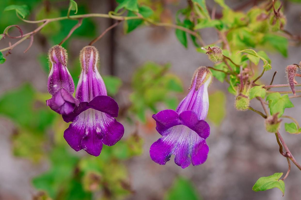 Credit: Getty Images / ANA LEBIODIENE