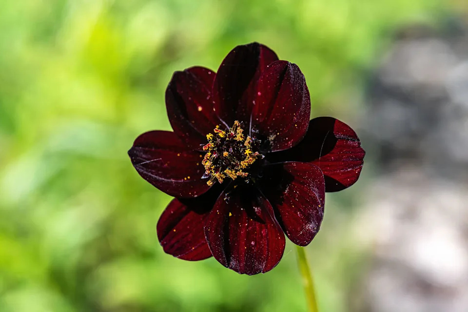 Chocolate cosmos flower (Alamy/PA)