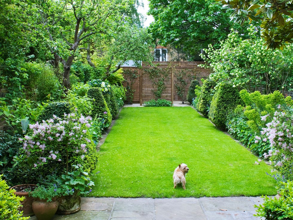 landscaped garden of designer butter wakefield in london with dog on lawn