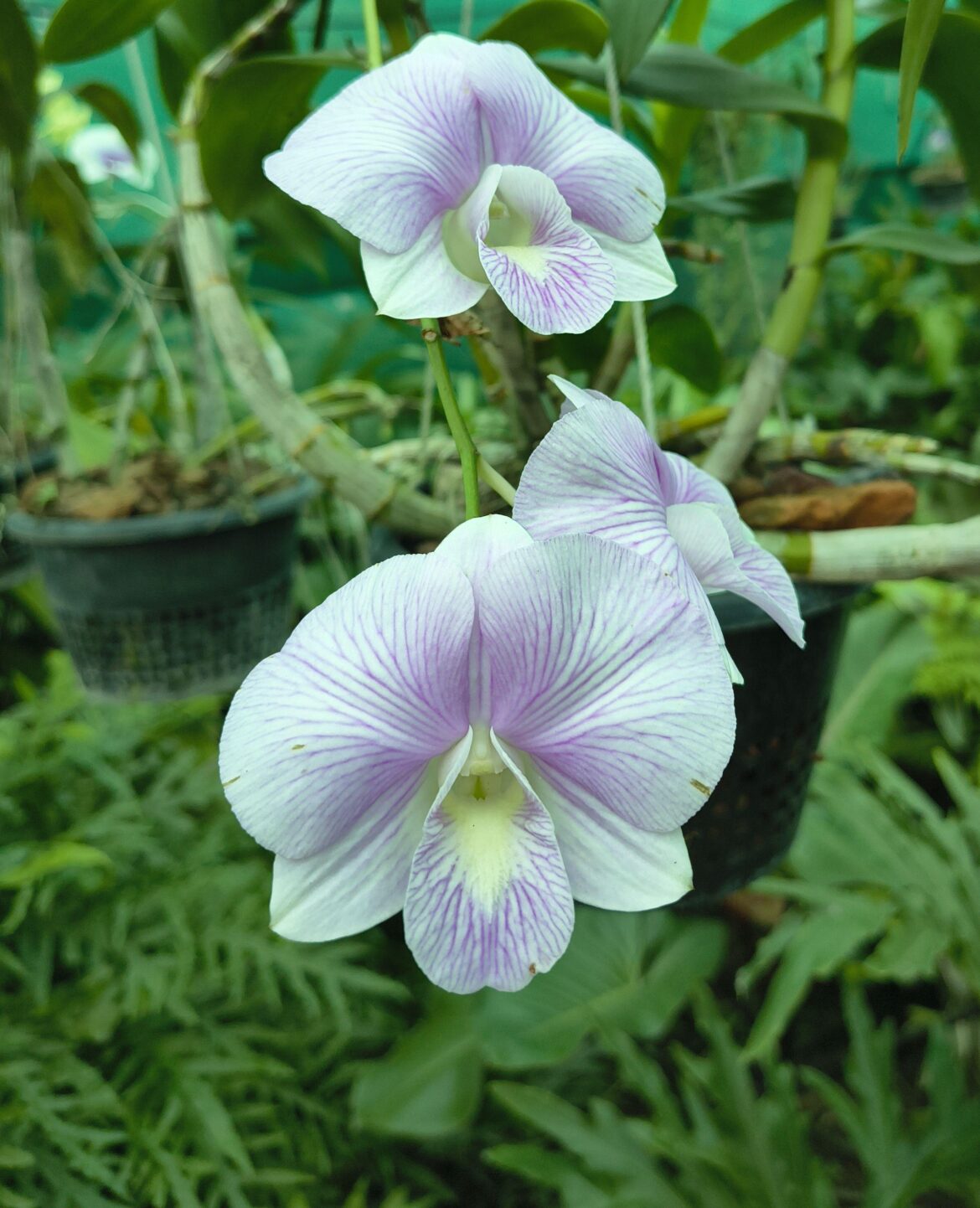 Dendrobium Orchid [OC]