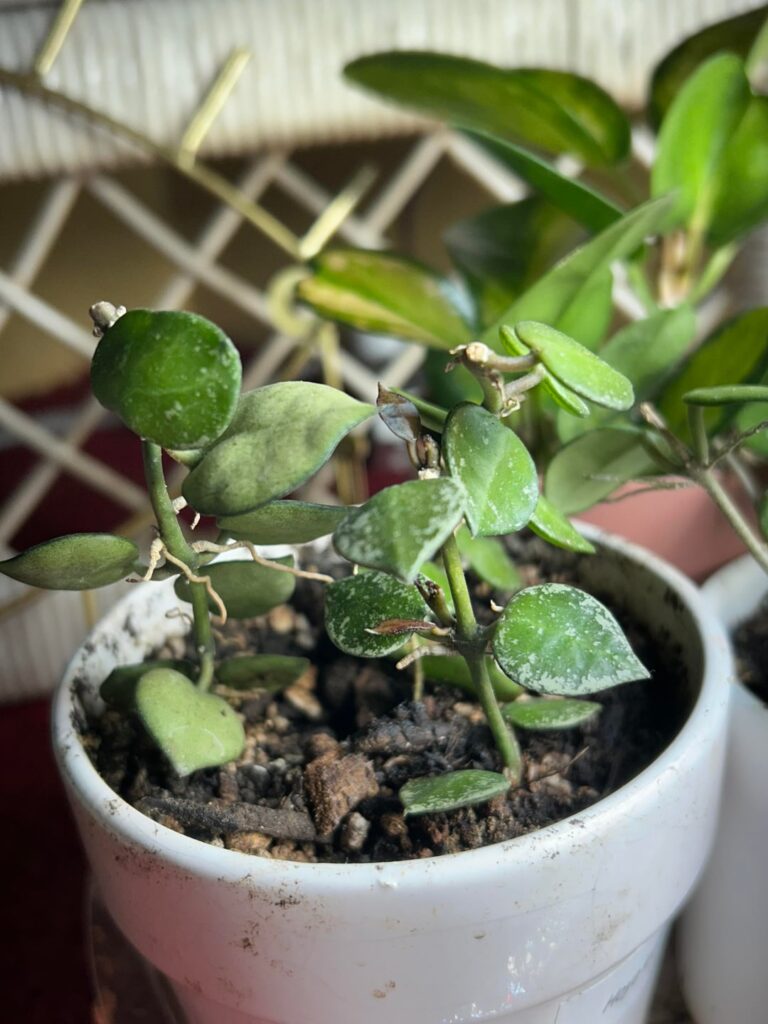 My krohniana(?) and mathilde(?) are finally doing something 💚