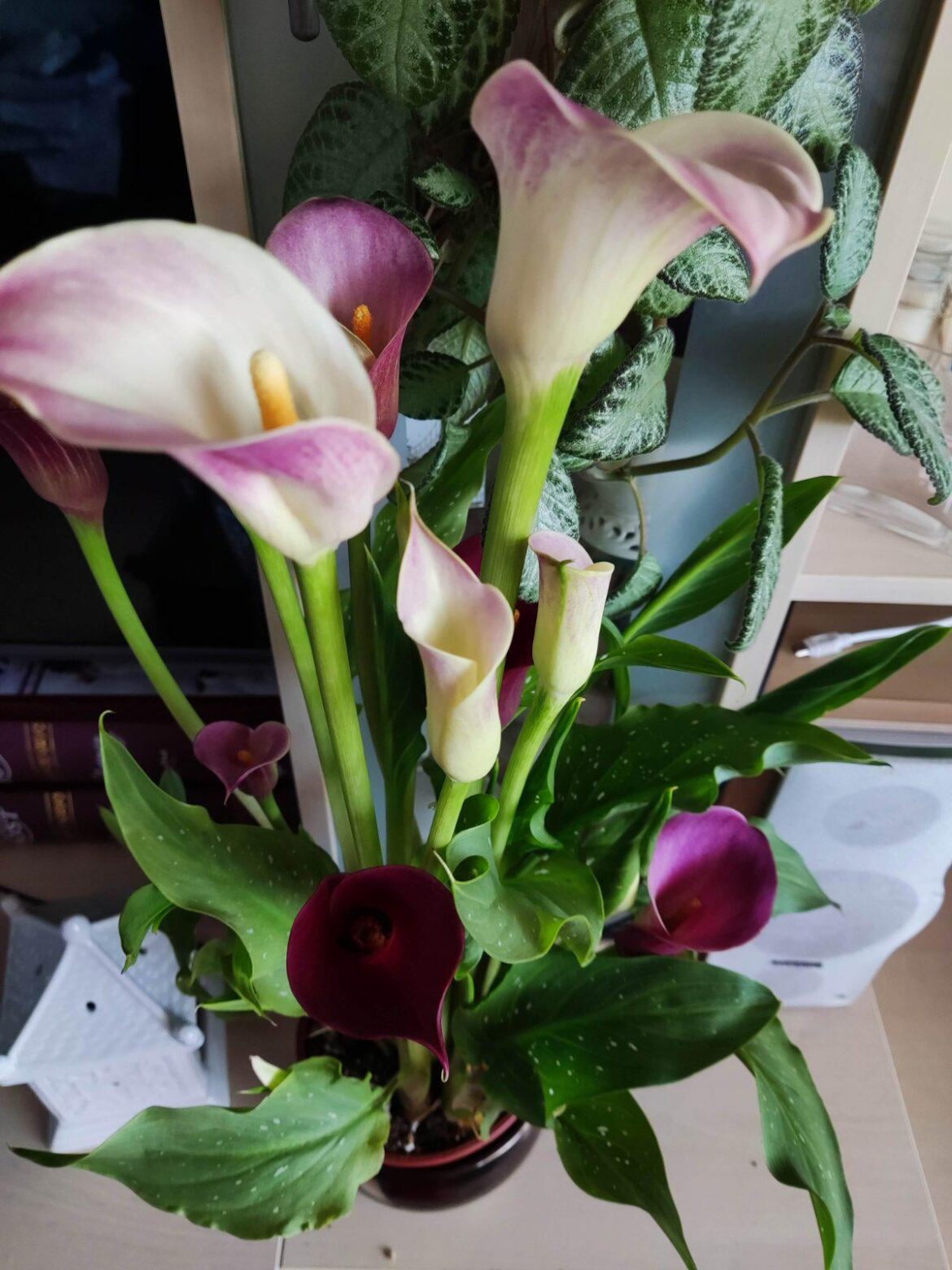 Calla flower - advise