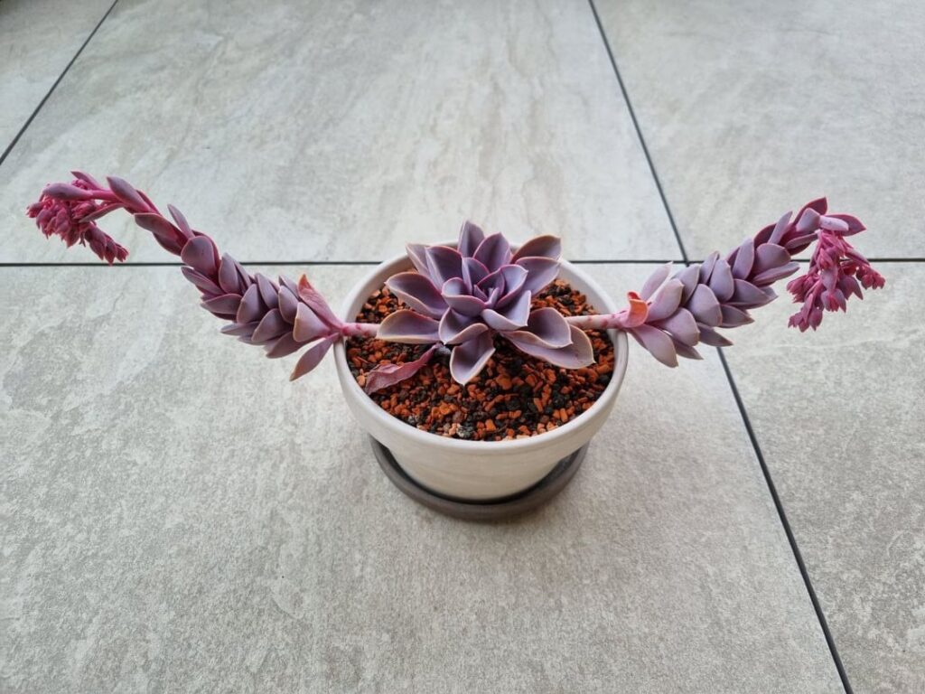 My etiolated Echeveria Perle von Nürnberg My etiolated Echeveria Perle von Nürnberg