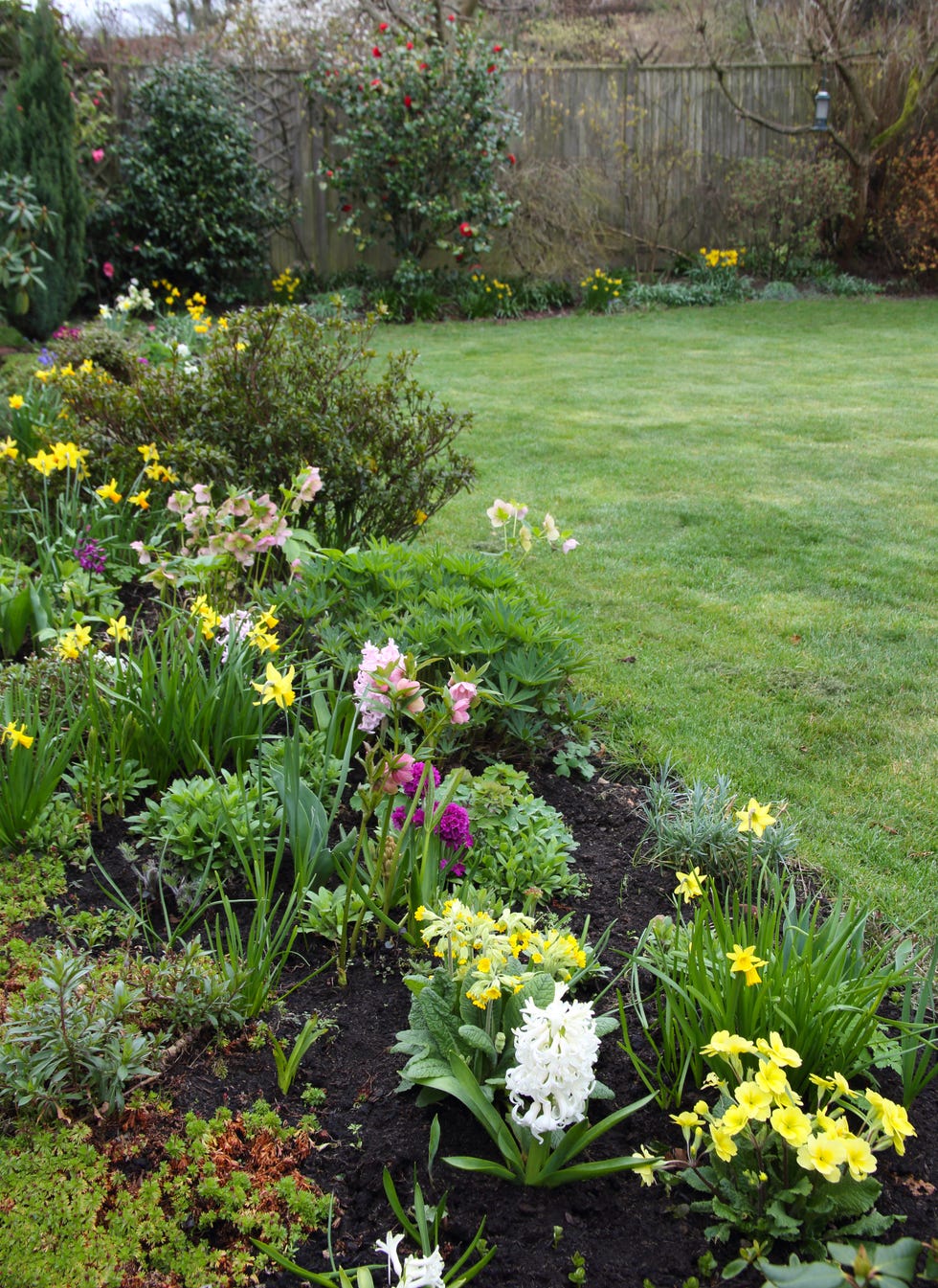 Flowers in early spring domestic garden, England.