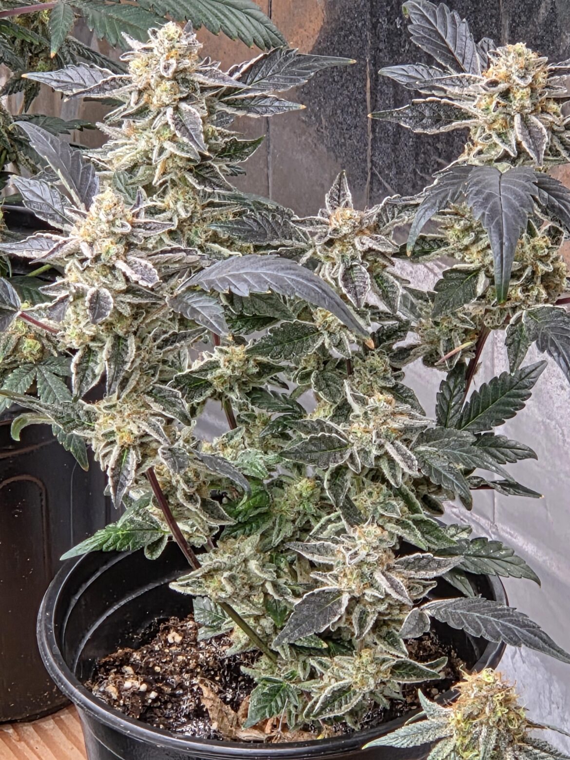 Slurricane in peat and coco hair..