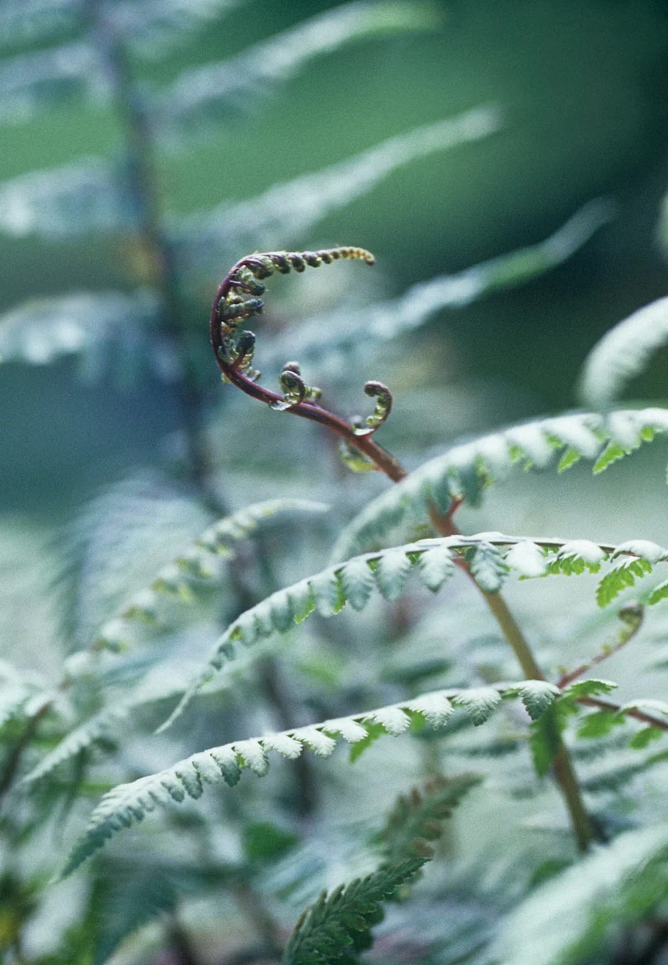 japanese painted fern.
