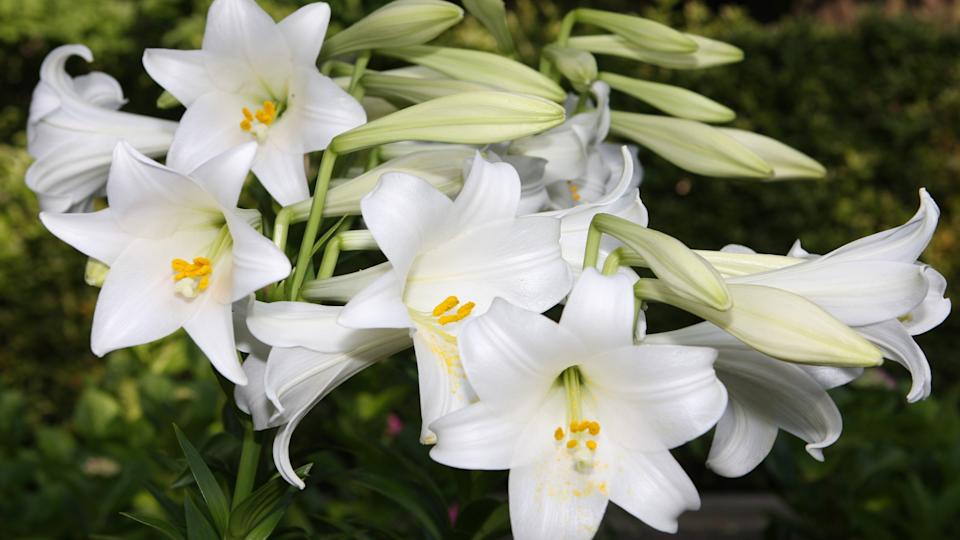 Casa Blanca lilies planted in a home flower bed