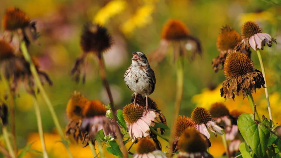 Photo by Jill Huckelberry / FOAP on Getty Images