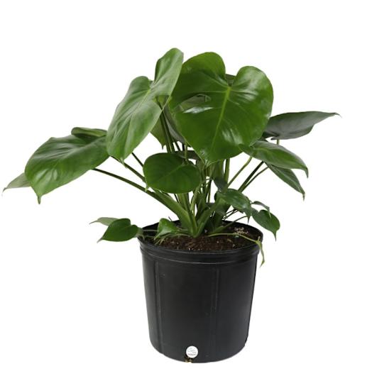 Monstera