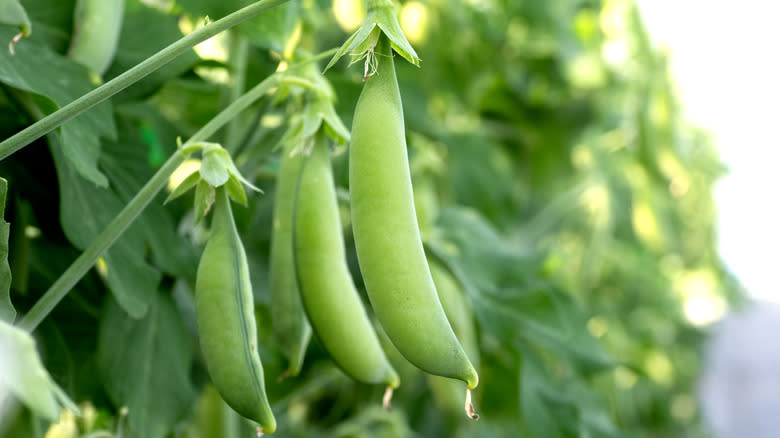 Sugar snap peas hanging off of vine