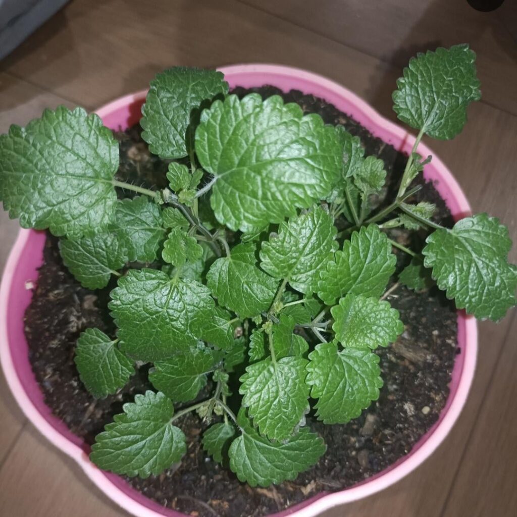 Looking for Mint Recommendations! Beyond just Peppermint