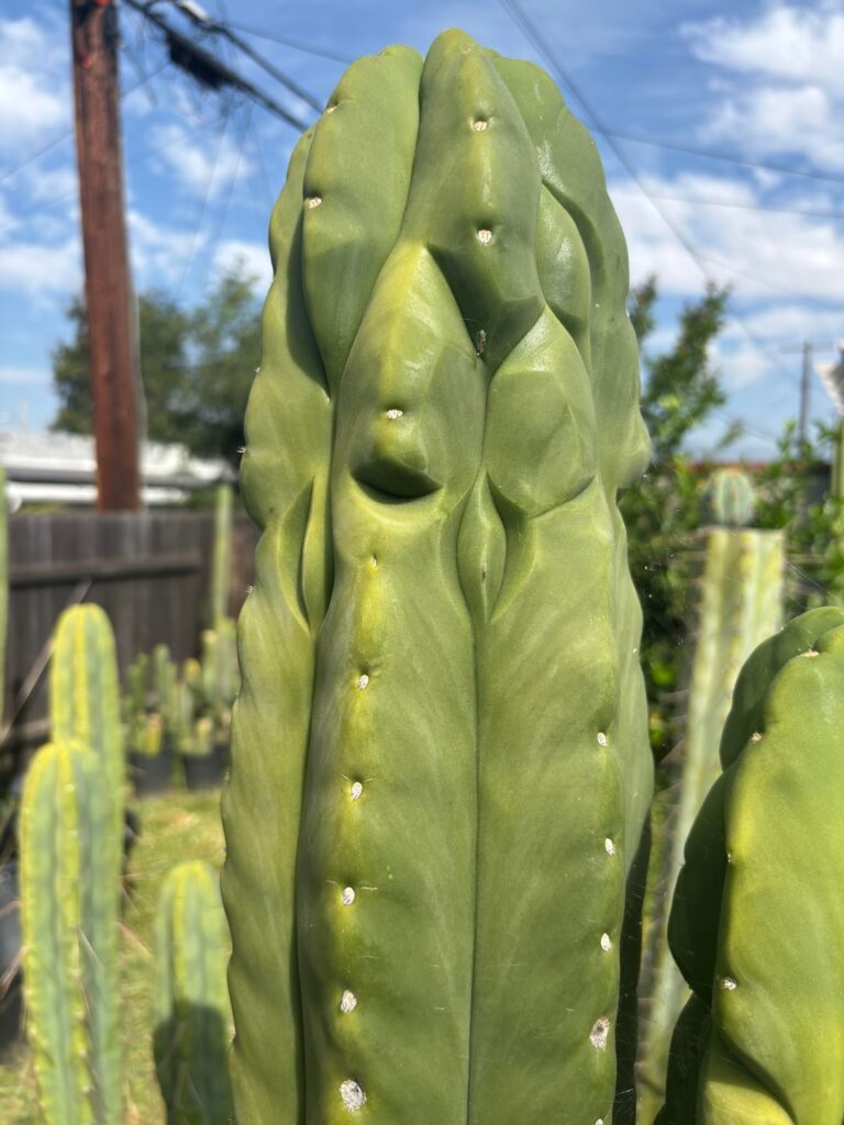Scop x op looking swol