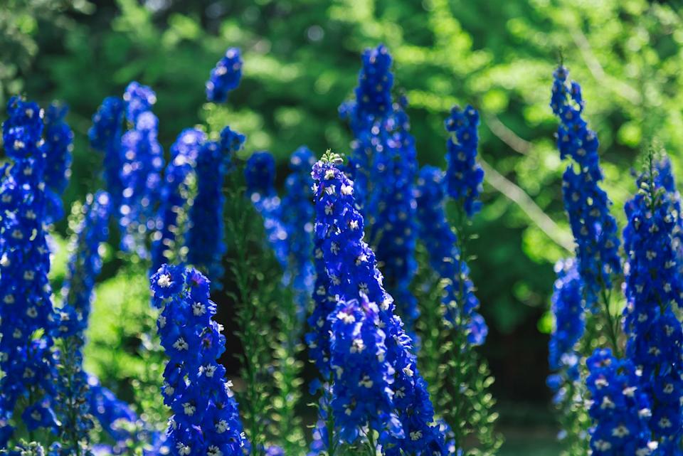 old fashioned flowers delphinium