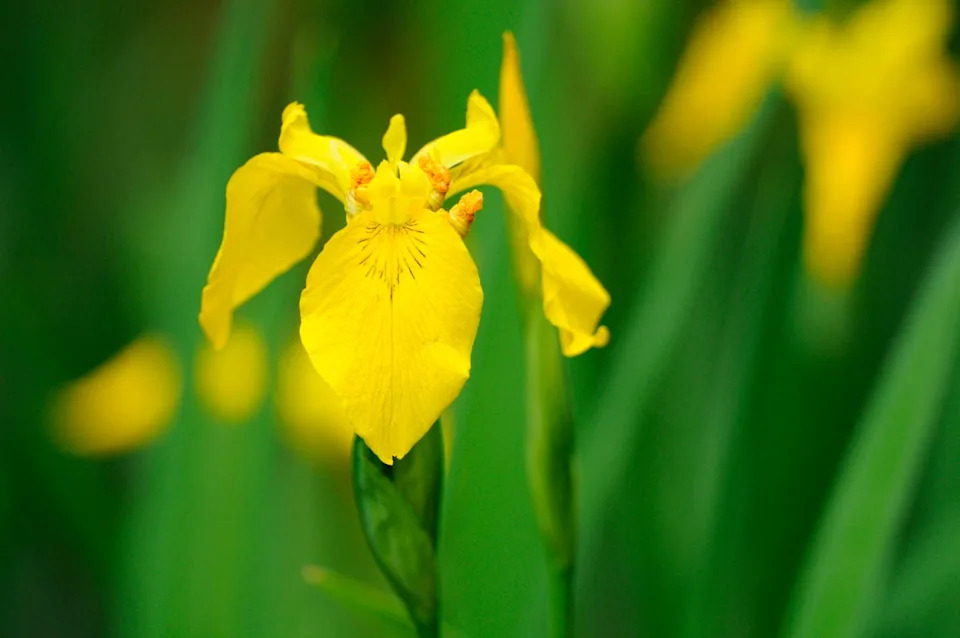 Yellow Iris (Iris pseudacorus)