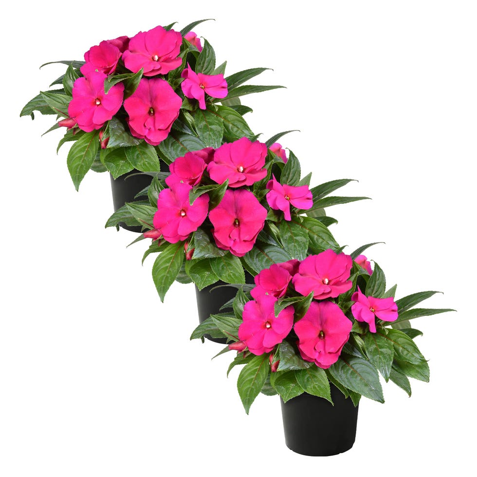 <p>New Guinea Impatiens</p>