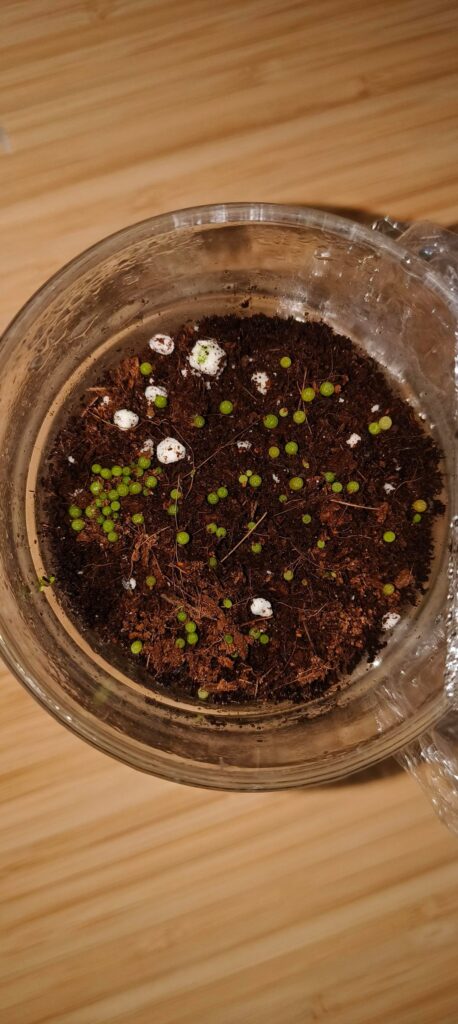 Plant from seed help