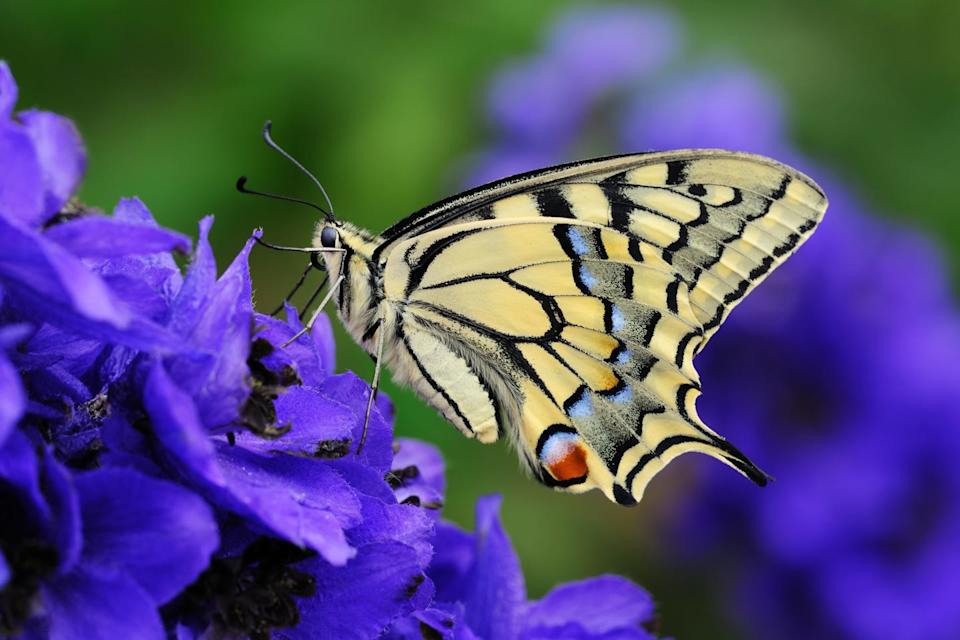 old fashioned flowers delphinium