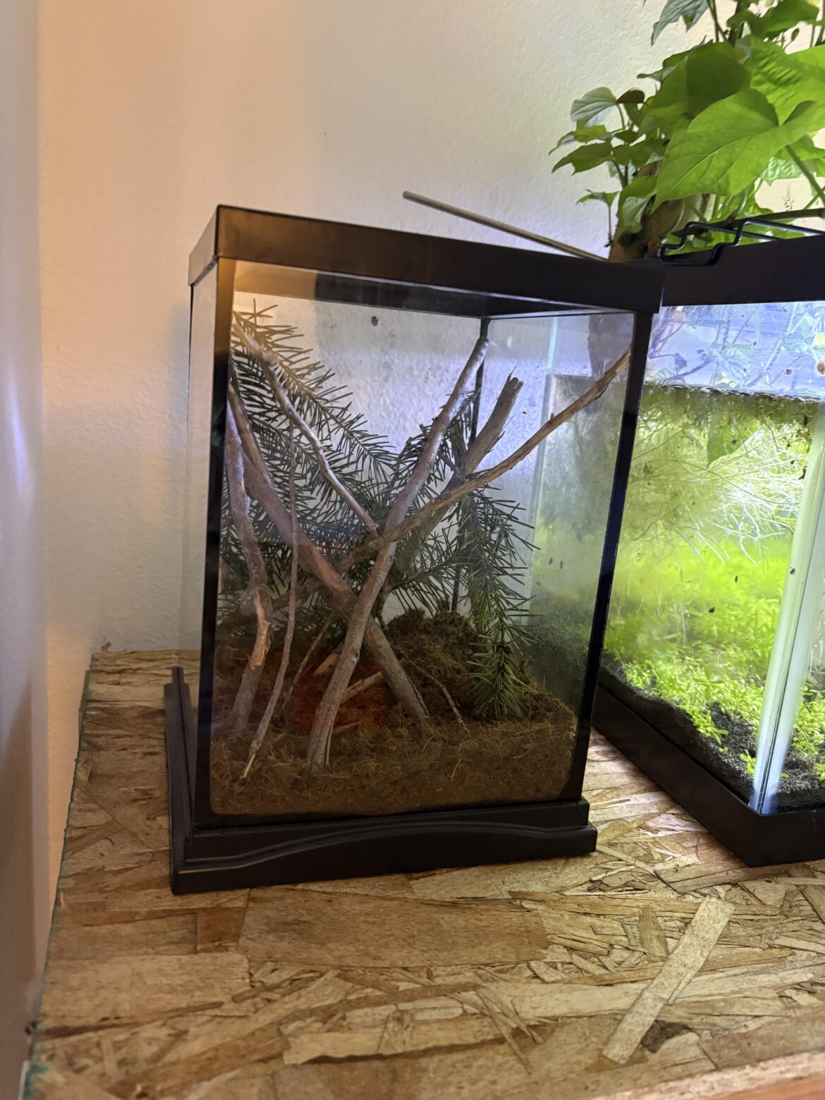 What can go in this?