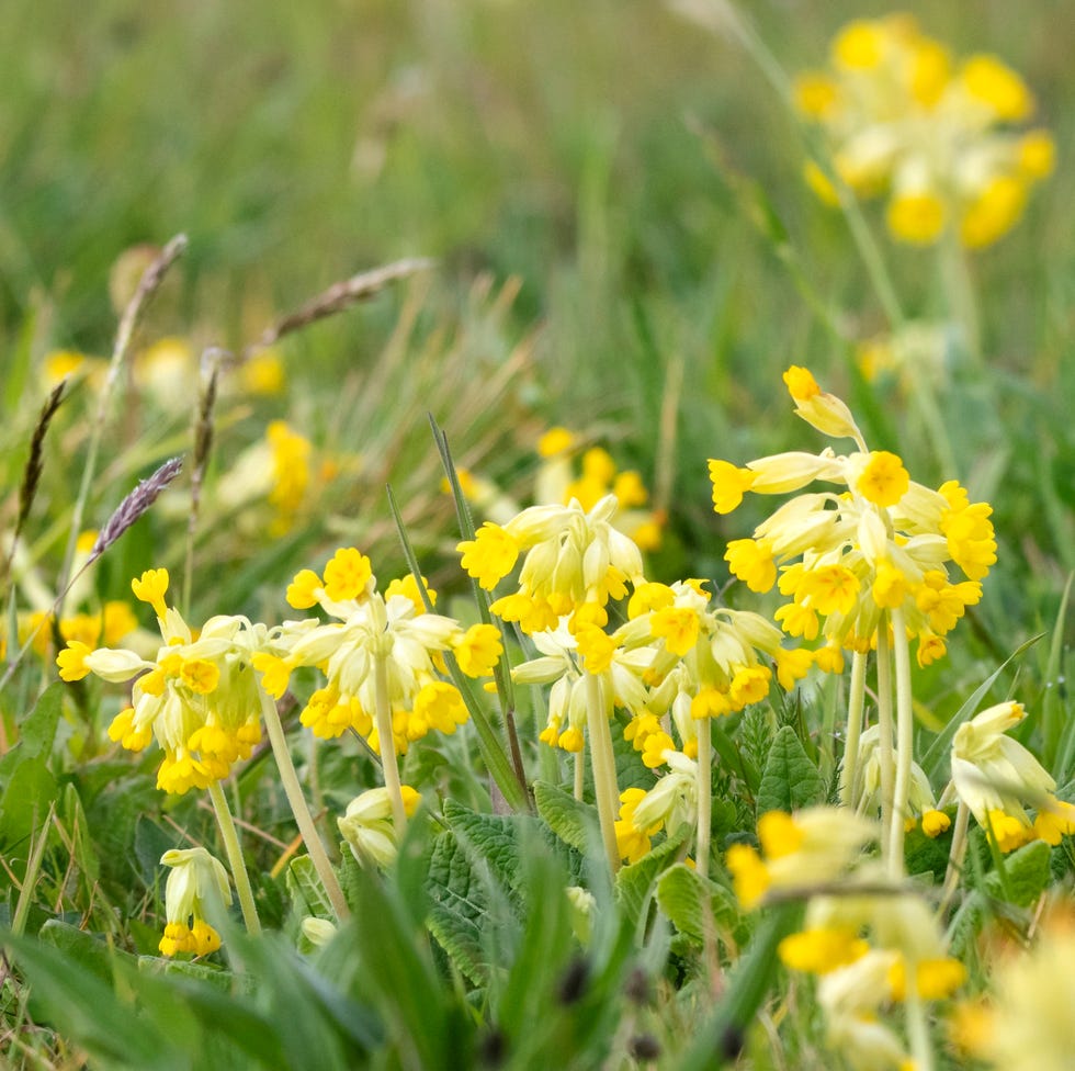 a meadow of cowslips