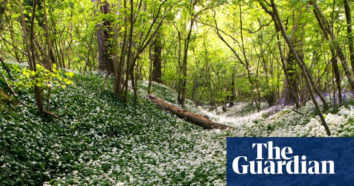 Forget daffs – it’s edible alliums like wild garlic that spell spring in the garden for me | Gardening advice Forget daffs – it’s edible alliums like wild garlic that spell spring in the garden for me | Gardening advice