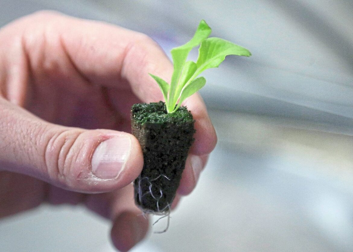 How to grow your own food with your own backyard vegetable garden How to grow your own food with your own backyard vegetable garden