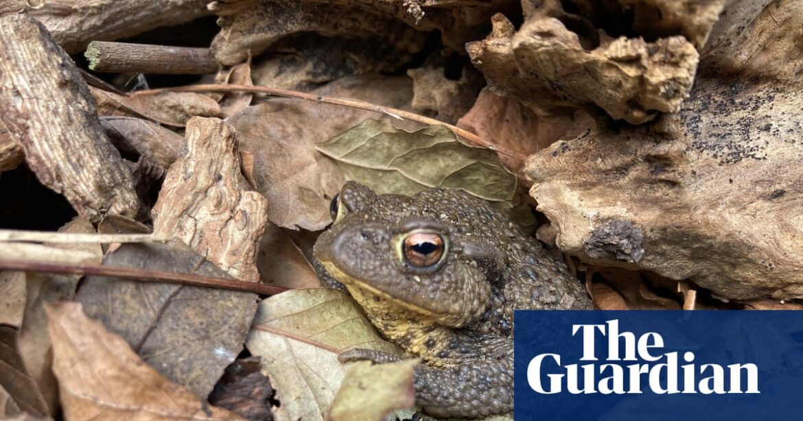 Country diary: My garden log pile is teeming with life | Wildlife