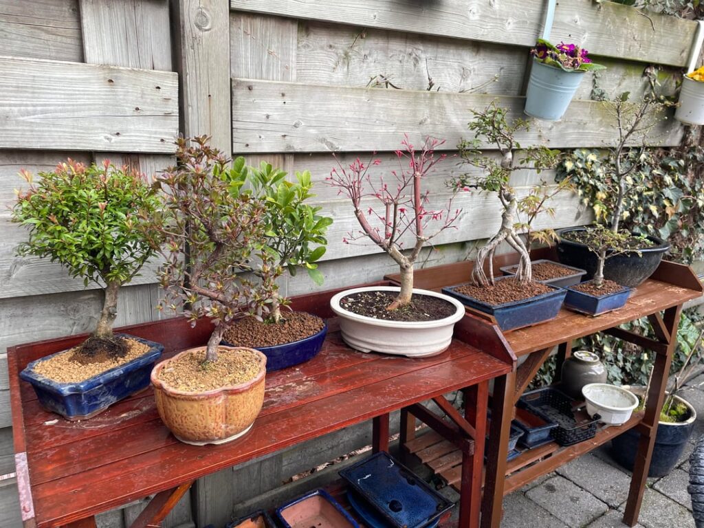My collection