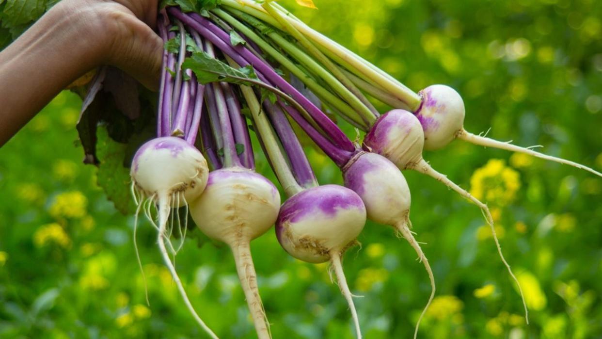 Close up of a Female hand holding young turnips in closeup. Hand holding a bunch of fresh turnips