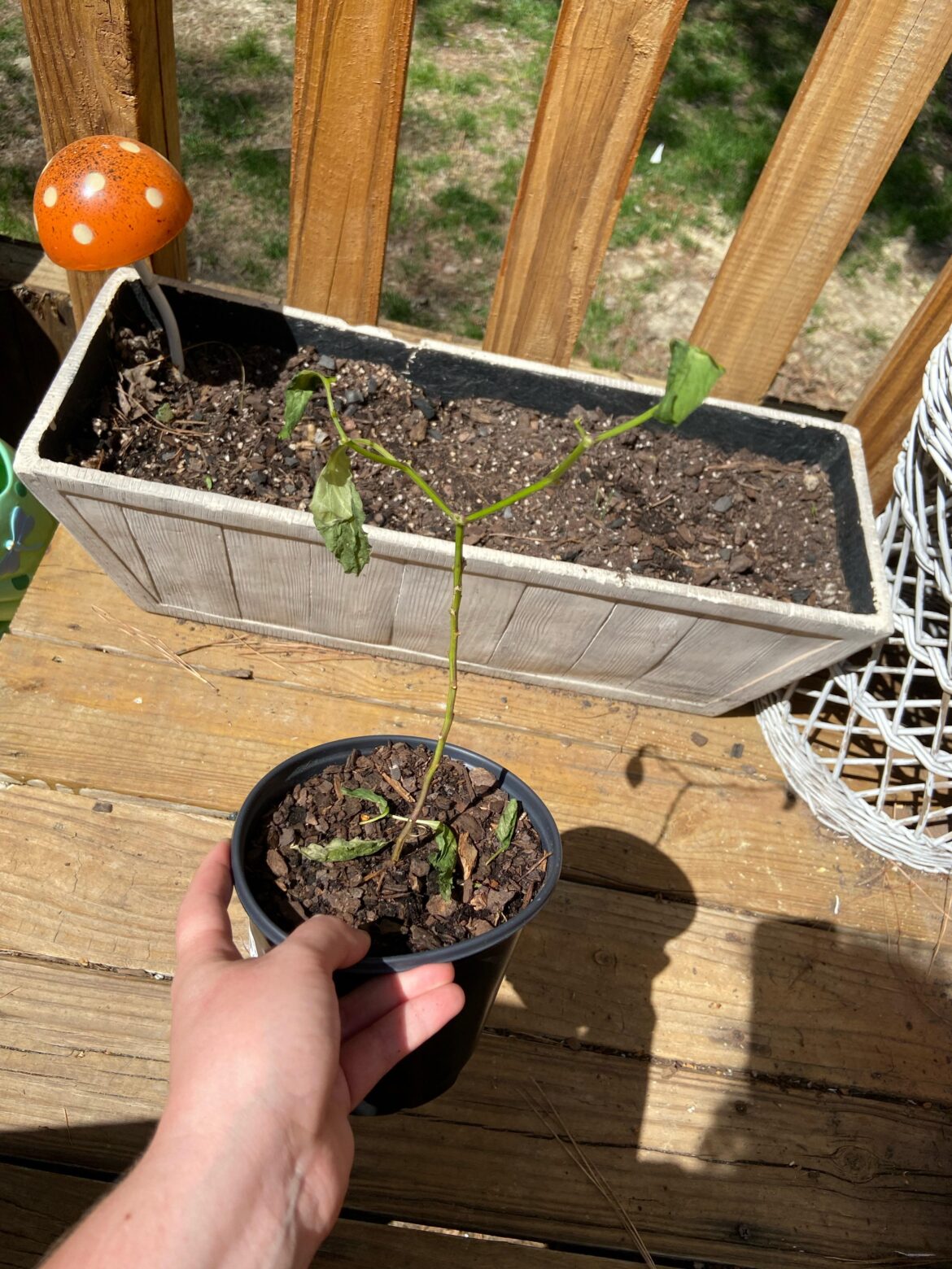 Is it over for this plant?