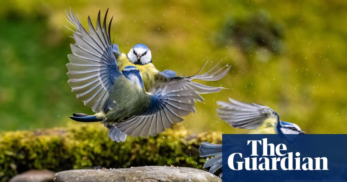 Small changes in how we garden can make a big difference to birds | Birds Small changes in how we garden can make a big difference to birds | Birds
