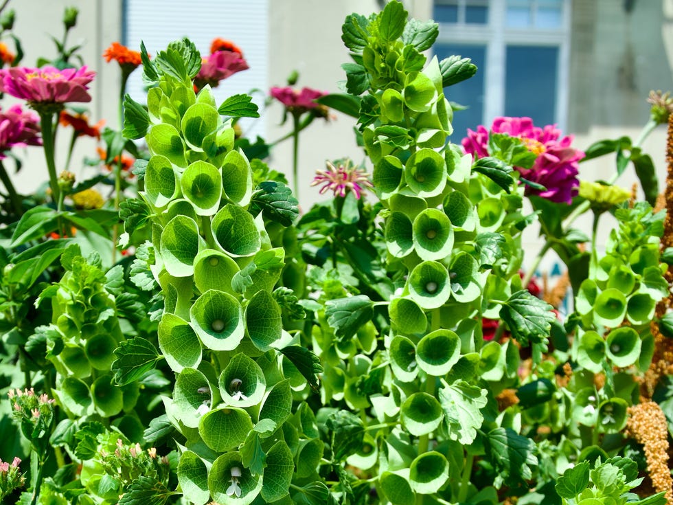 Vibrant Bells of Ireland Flowers
