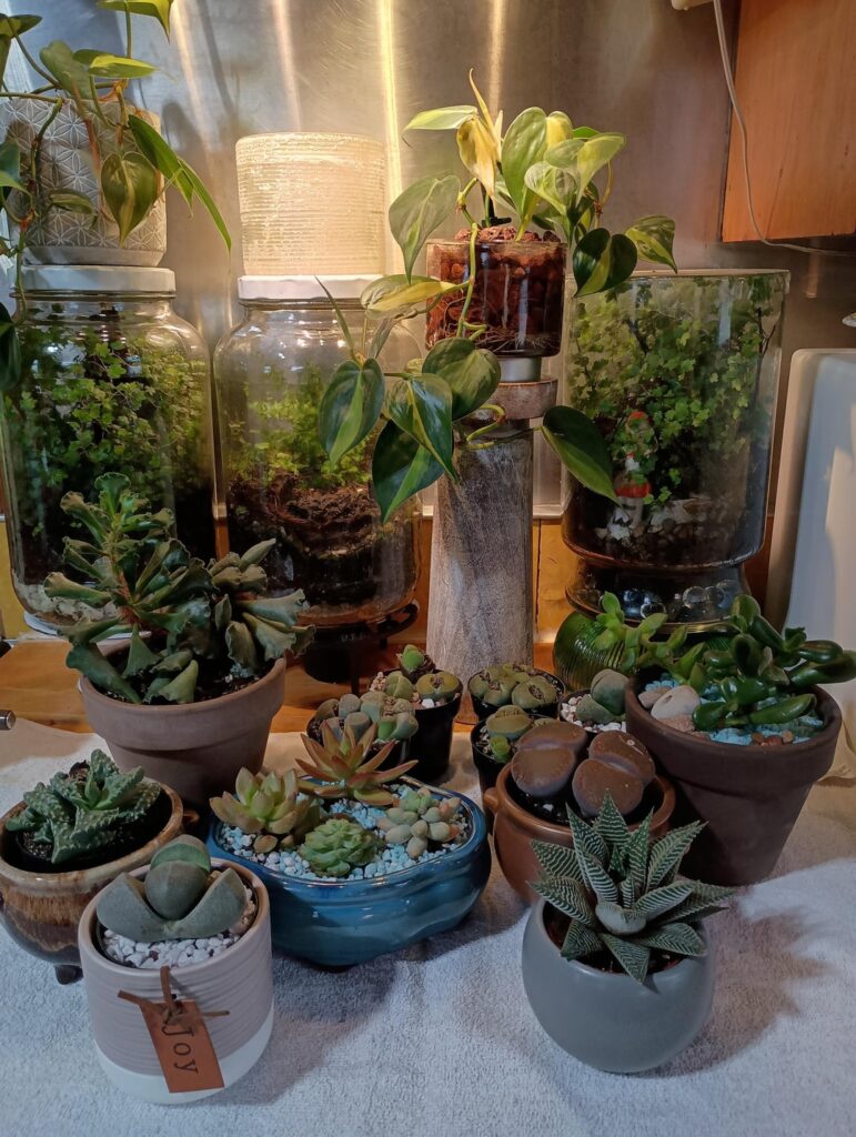 Wanted to get a few little succulents for a new pot then this happened! I shouldn’t let my spouse go to the garden center with me. Wanted to get a few little succulents for a new pot then this happened! I shouldn't let my spouse go to the garden center with me.
