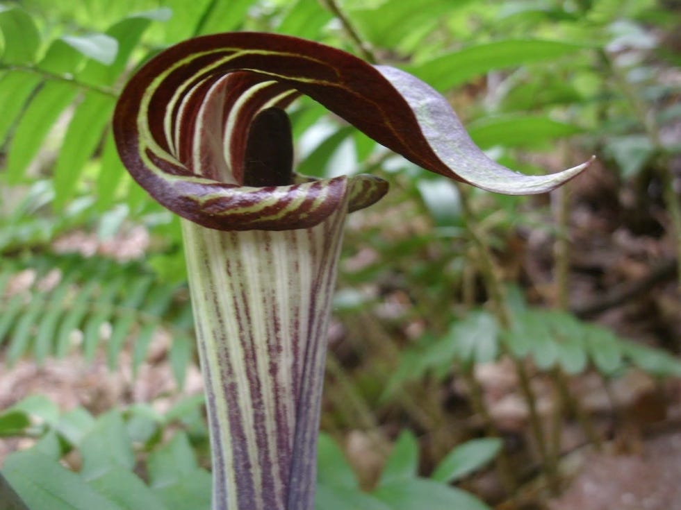 10 Jack-in-The- Pulpit Bulbs