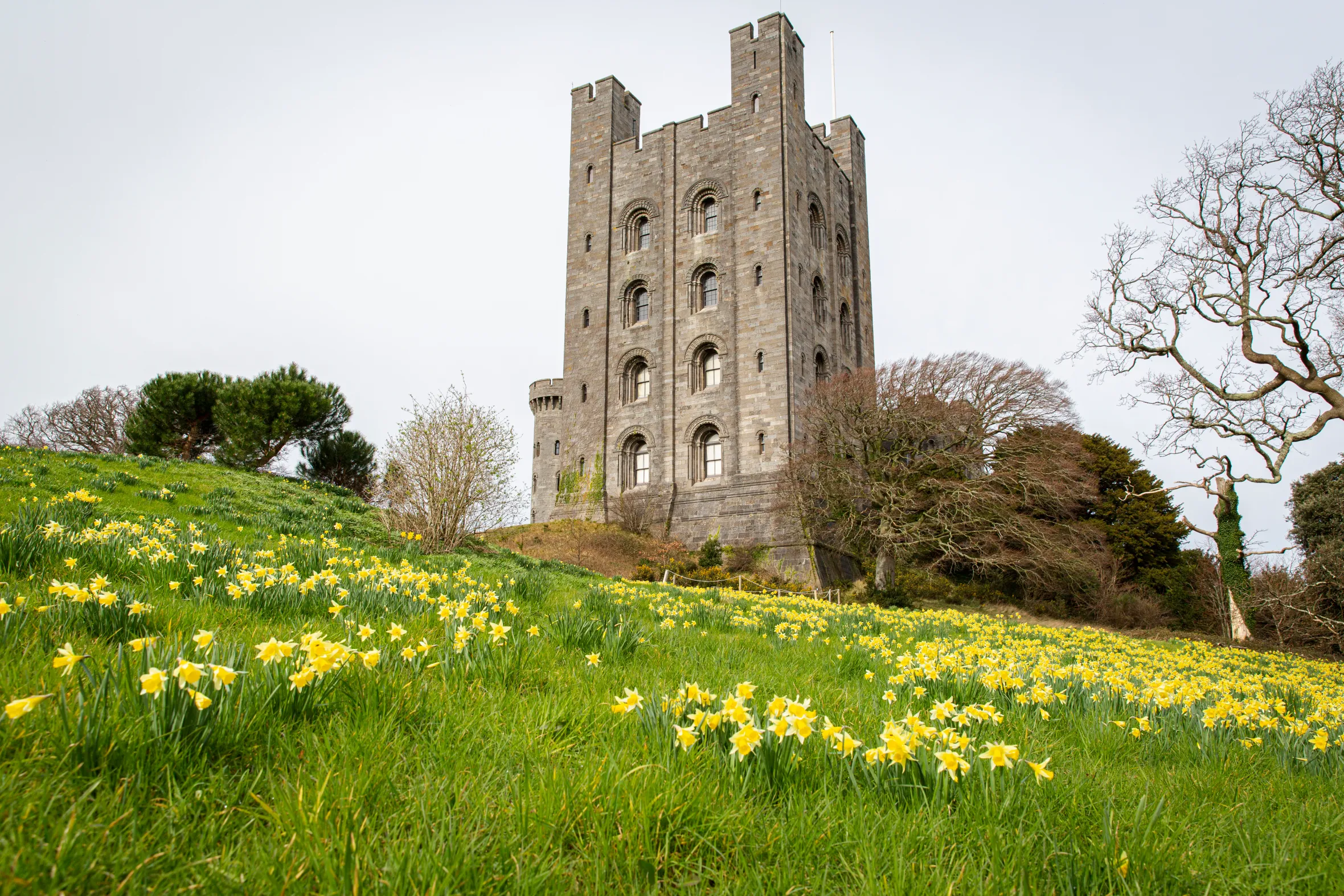 Penrhyn Castle and Garden, North Wales, showing a field of daffodils on a hill leading up to the castle.