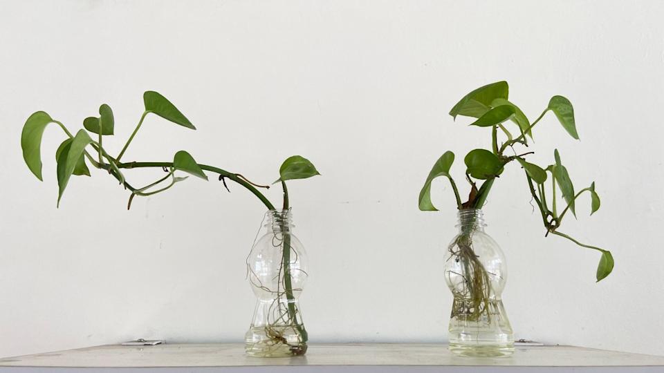 Money Plant/PothosAleografi &sol; Shutterstock&period;com