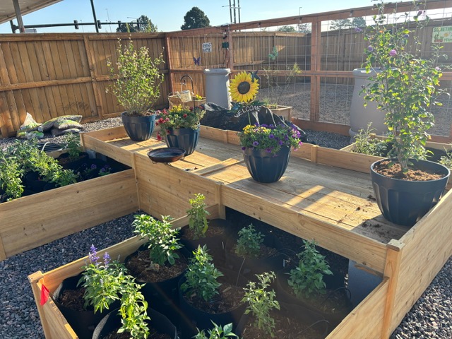 Two raised garden beds sit on a gravel yard. Across the tops of them is a table with four large plant pots with flowers in them.