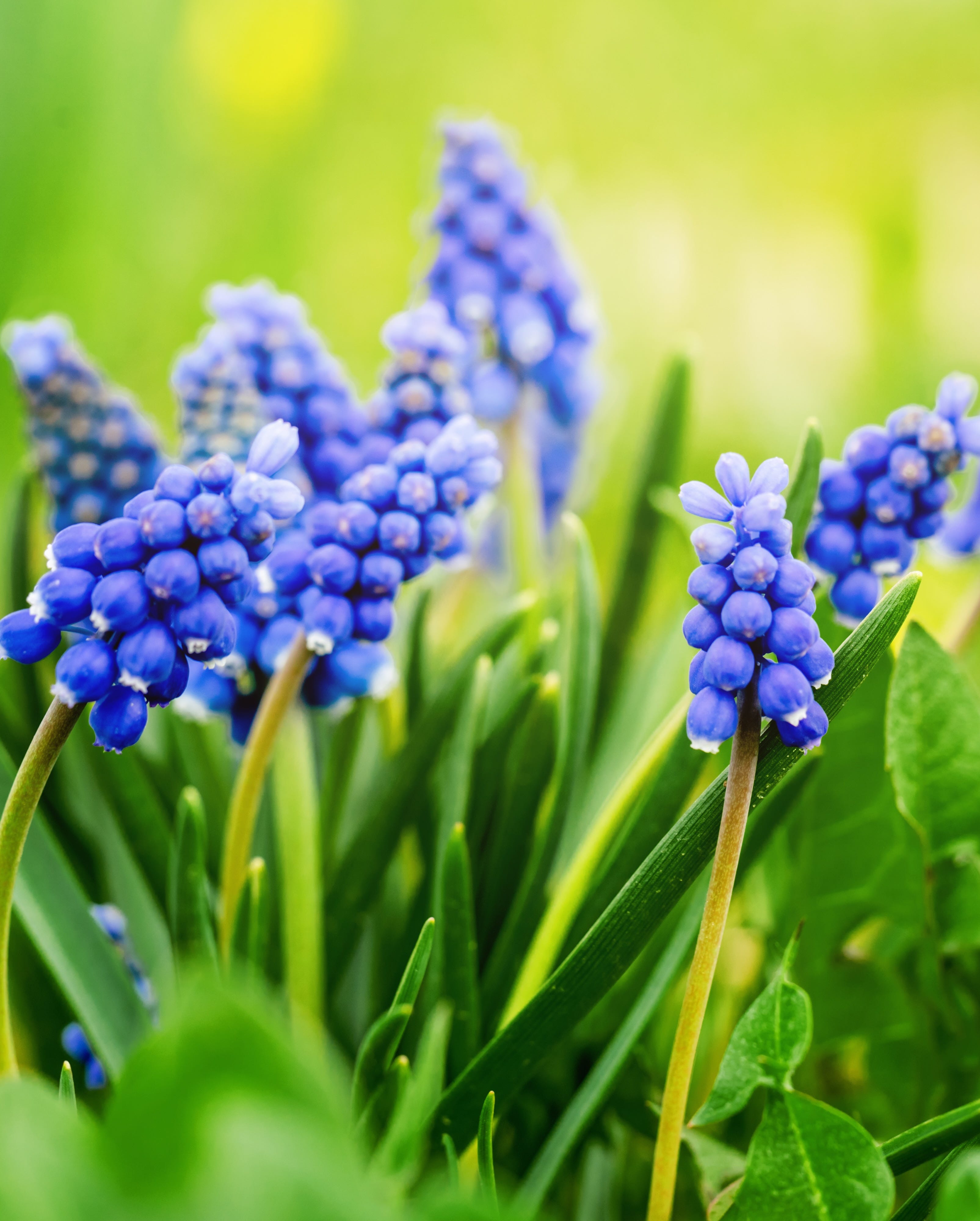 cluster of several blue grape hyacinth flowers in a garden