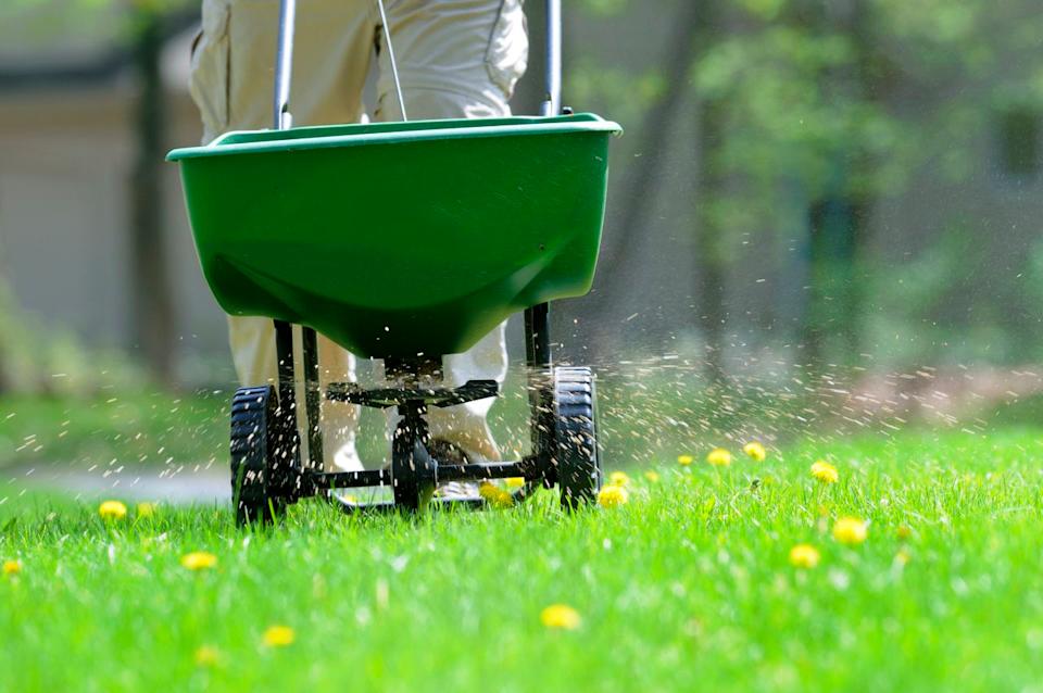 Chemical fertilizers are good for your lawn, but not so good for fireflies.Credit: Getty Images/E+/Bill Grove